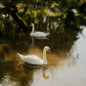 Animais - Hotel Rural Quinta do Pinheiro - Alcobaça Nazaré