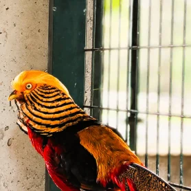 Animais - Hotel Rural Quinta do Pinheiro - Alcobaça Nazaré
