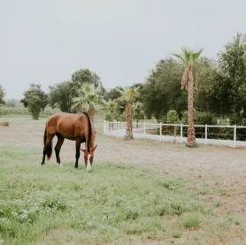 Animais - Hotel Rural Quinta do Pinheiro - Alcobaça Nazaré