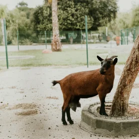 Animais - Hotel Rural Quinta do Pinheiro - Alcobaça Nazaré